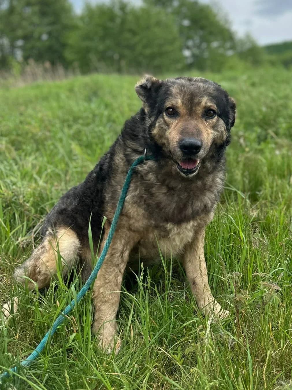 Aristoteles, male senior Mixed Breed for adoption at Hope for Future e.V.