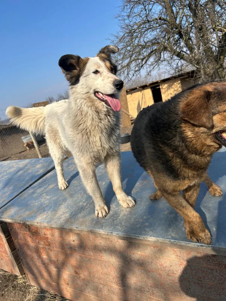 Assol, male young Mixed Breed for adoption at Hope for Future e.V.