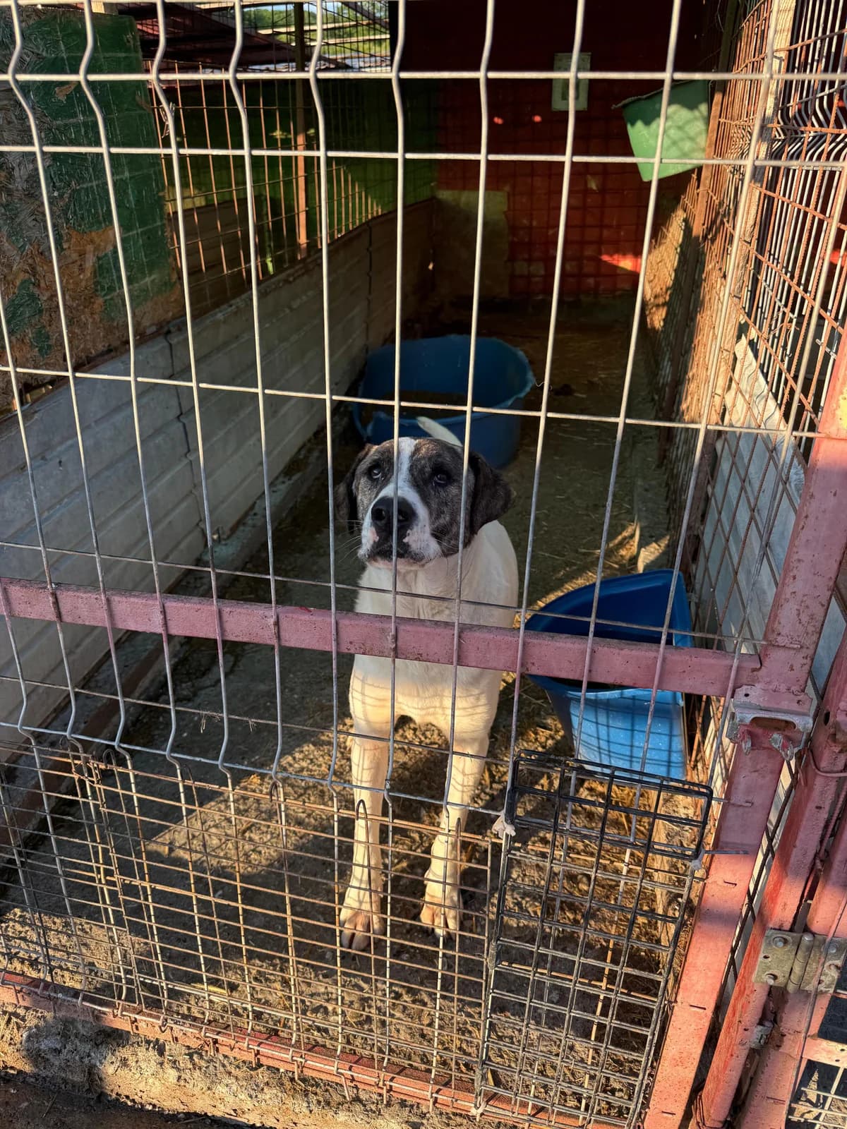 Athos, male 4yo Mixed Breed for adoption at Hope for Future e.V.