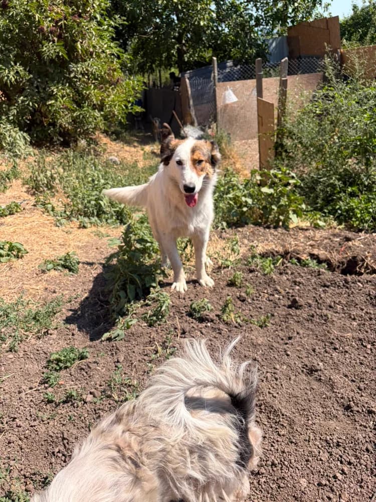 Atlas*ca. 03/2025, ca. 60 cm, male young Mixed Breed for adoption at Hope for Future e.V.