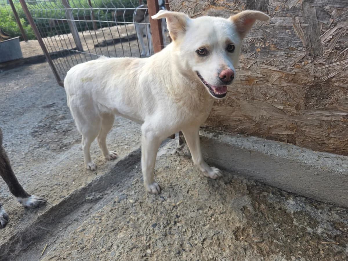 Attila, male 4yo Mixed Breed for adoption at Hope for Future e.V.