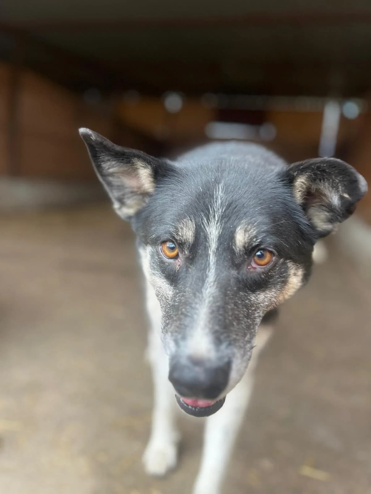 Ayla, female 7yo Mixed Breed for adoption at Hope for Future e.V.