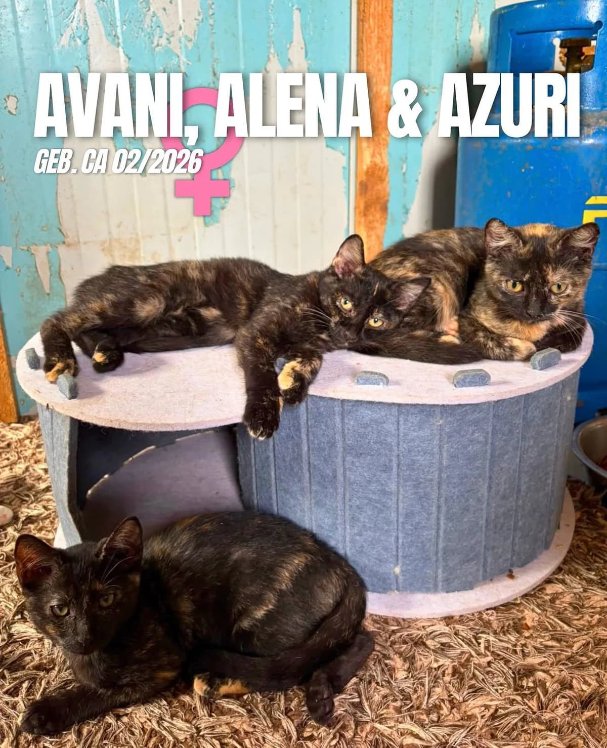 Azuri, female puppy Mixed Breed for adoption at Hope for Future e.V.