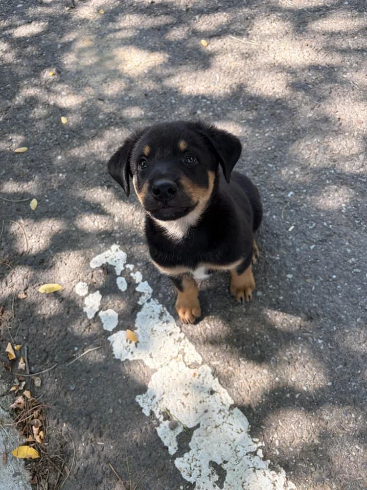 Baileys, male puppy Mixed Breed for adoption at Hope for Future e.V.