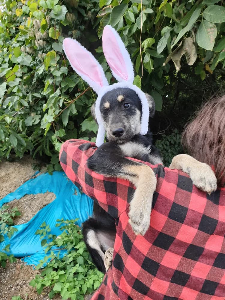 Basil, male 4yo Mixed Breed for adoption at Hope for Future e.V.