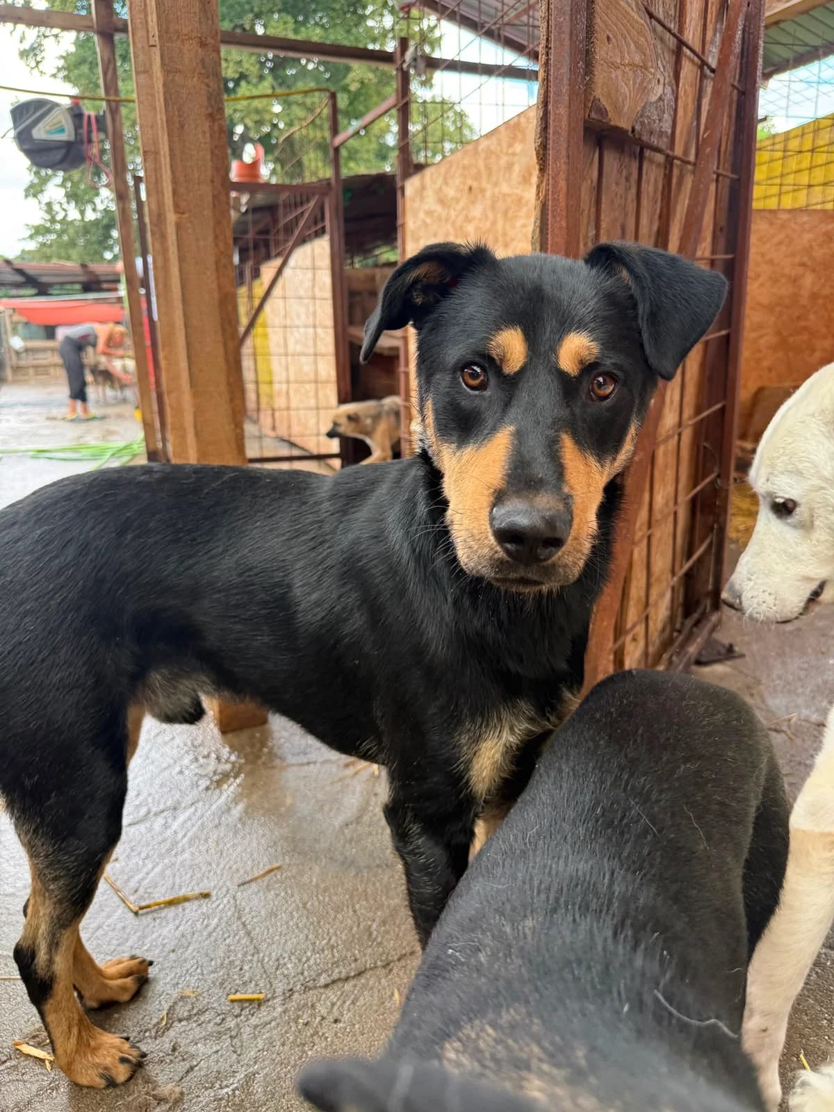 Bene, male young Mixed Breed for adoption at Hope for Future e.V.