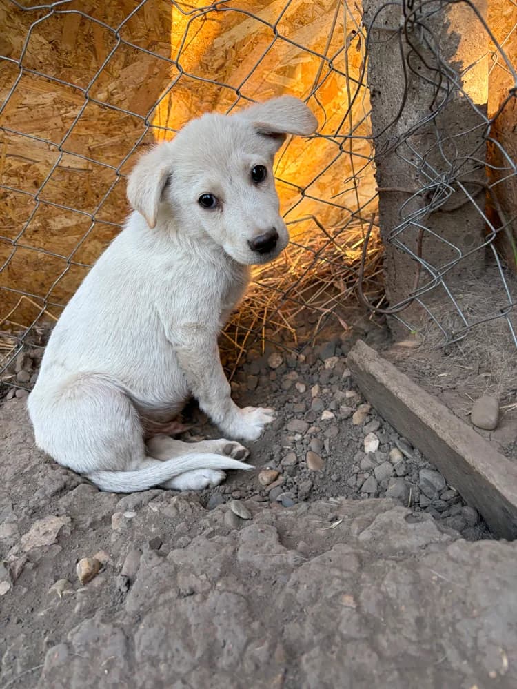 Benni, male puppy Mixed Breed for adoption at Hope for Future e.V.