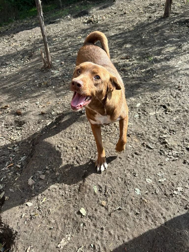Bijou*ca. 09/2023, ca. 50cm, weiß female 3yo Mixed Breed for adoption at Hope for Future e.V.