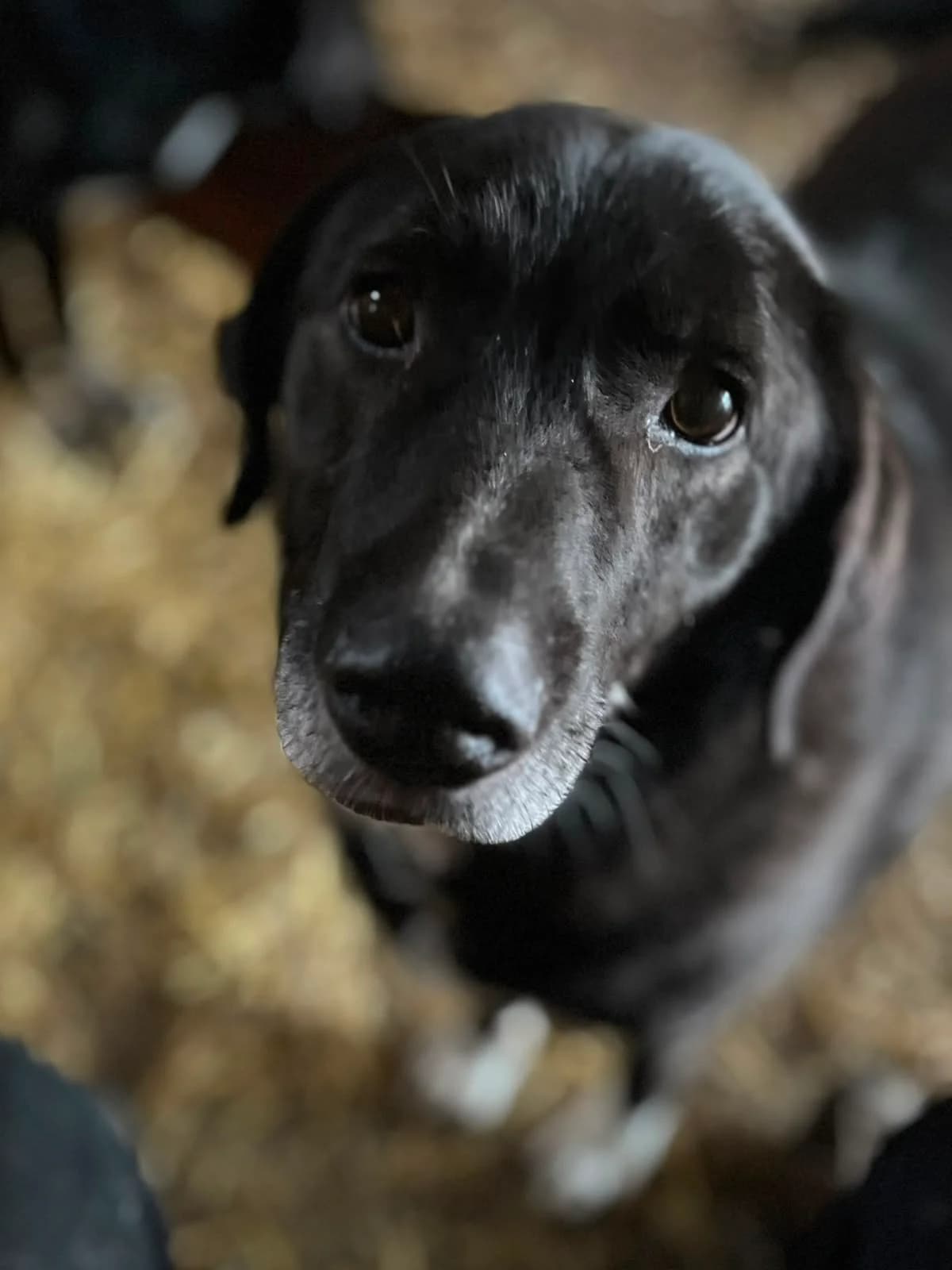 Bina, female 5yo Mixed Breed for adoption at Hope for Future e.V.