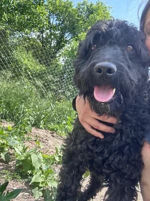 Blacky, male young Mixed Breed for adoption at Hope for Future e.V.