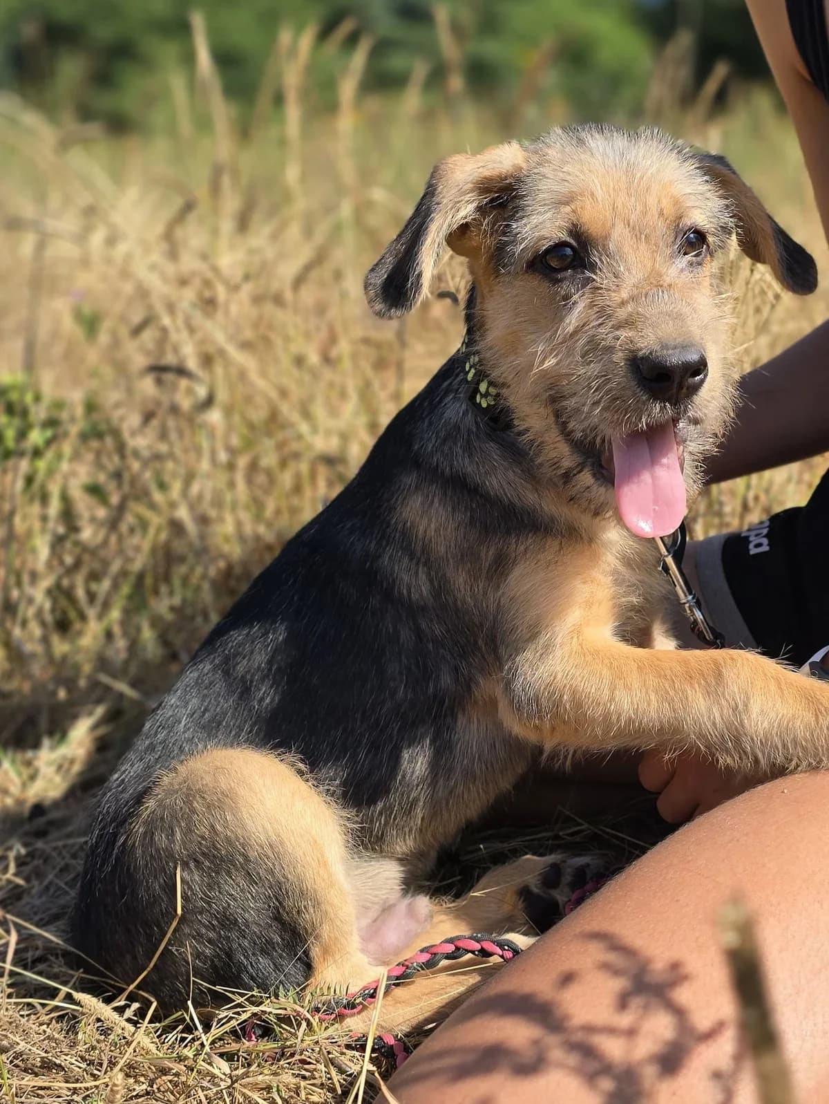 Bounty, puppy Mixed Breed for adoption at Hope for Future e.V.