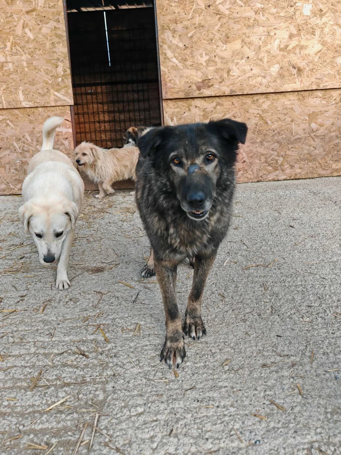 Candra, female 7yo Mixed Breed for adoption at Hope for Future e.V.