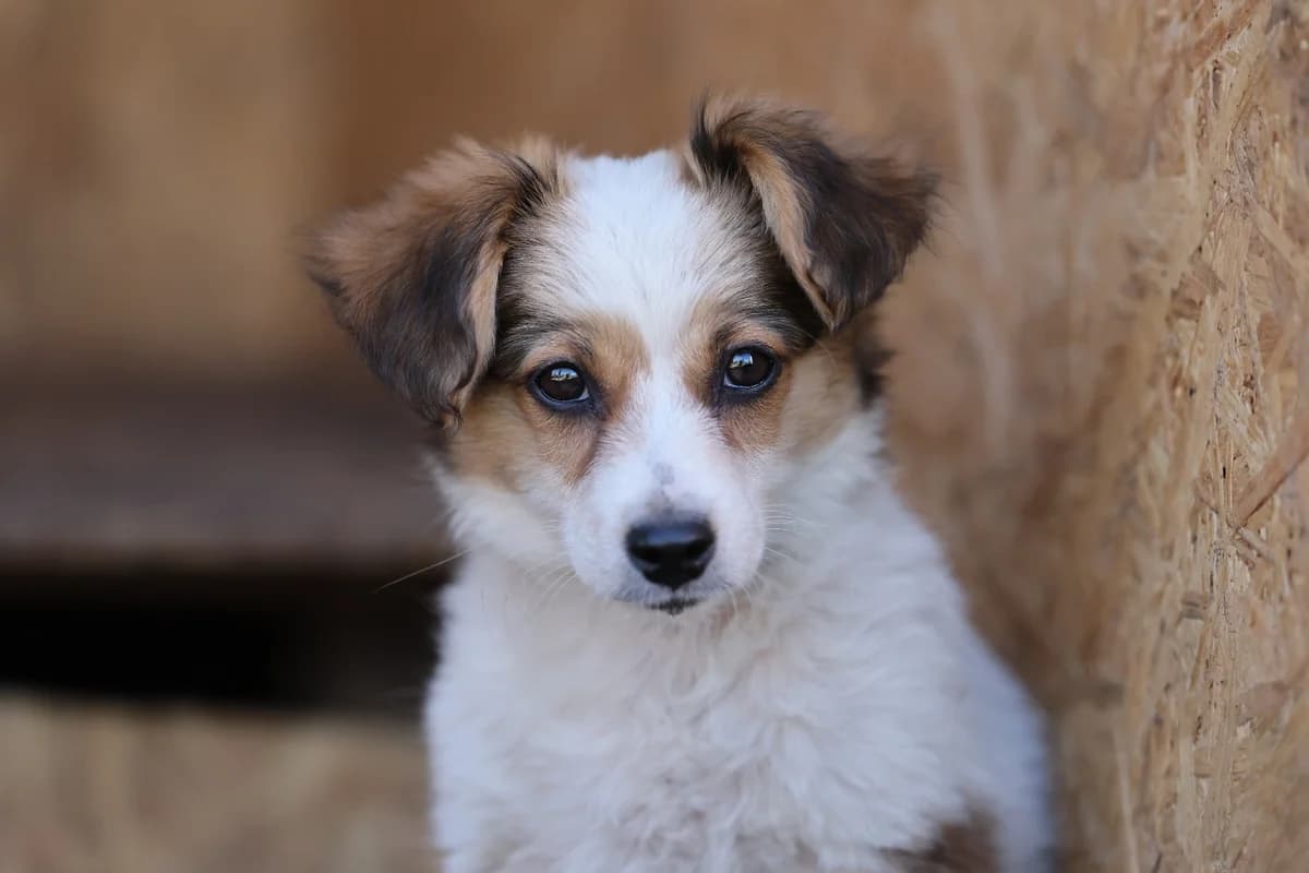 Candy, female puppy Mixed Breed for adoption at Hope for Future e.V.