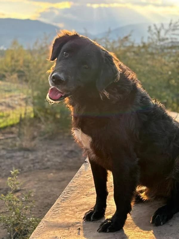 Captain Nemo, 4yo Mixed Breed for adoption at Hope for Future e.V.