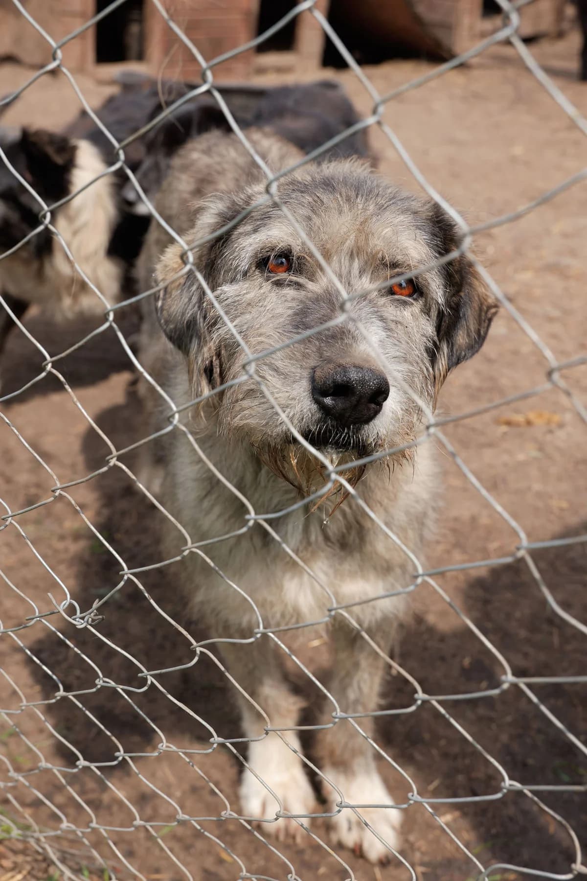 Carl Gustav, male 5yo Mixed Breed for adoption at Hope for Future e.V.