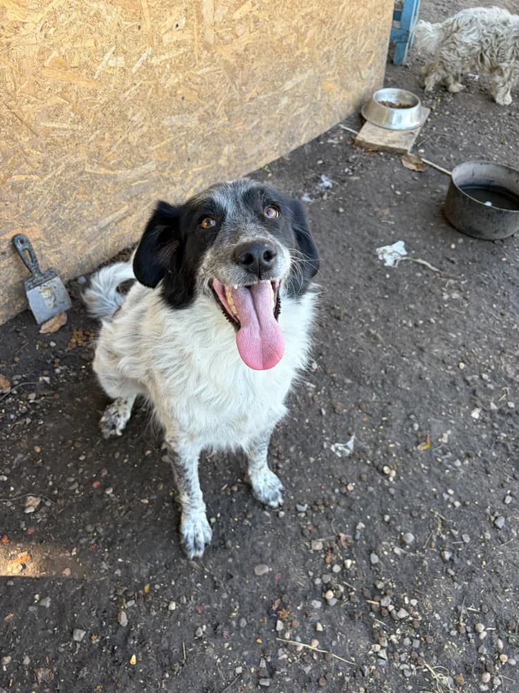 Carmen, female 7yo Mixed Breed for adoption at Hope for Future e.V.