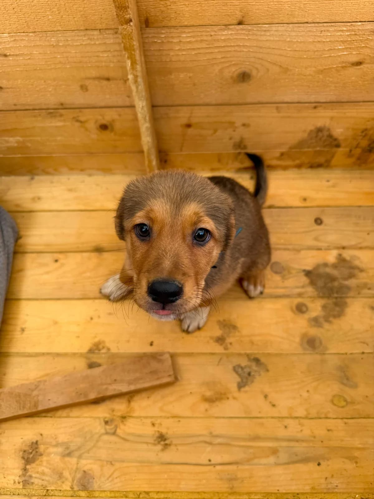 Cashew, female puppy Mixed Breed for adoption at Hope for Future e.V.