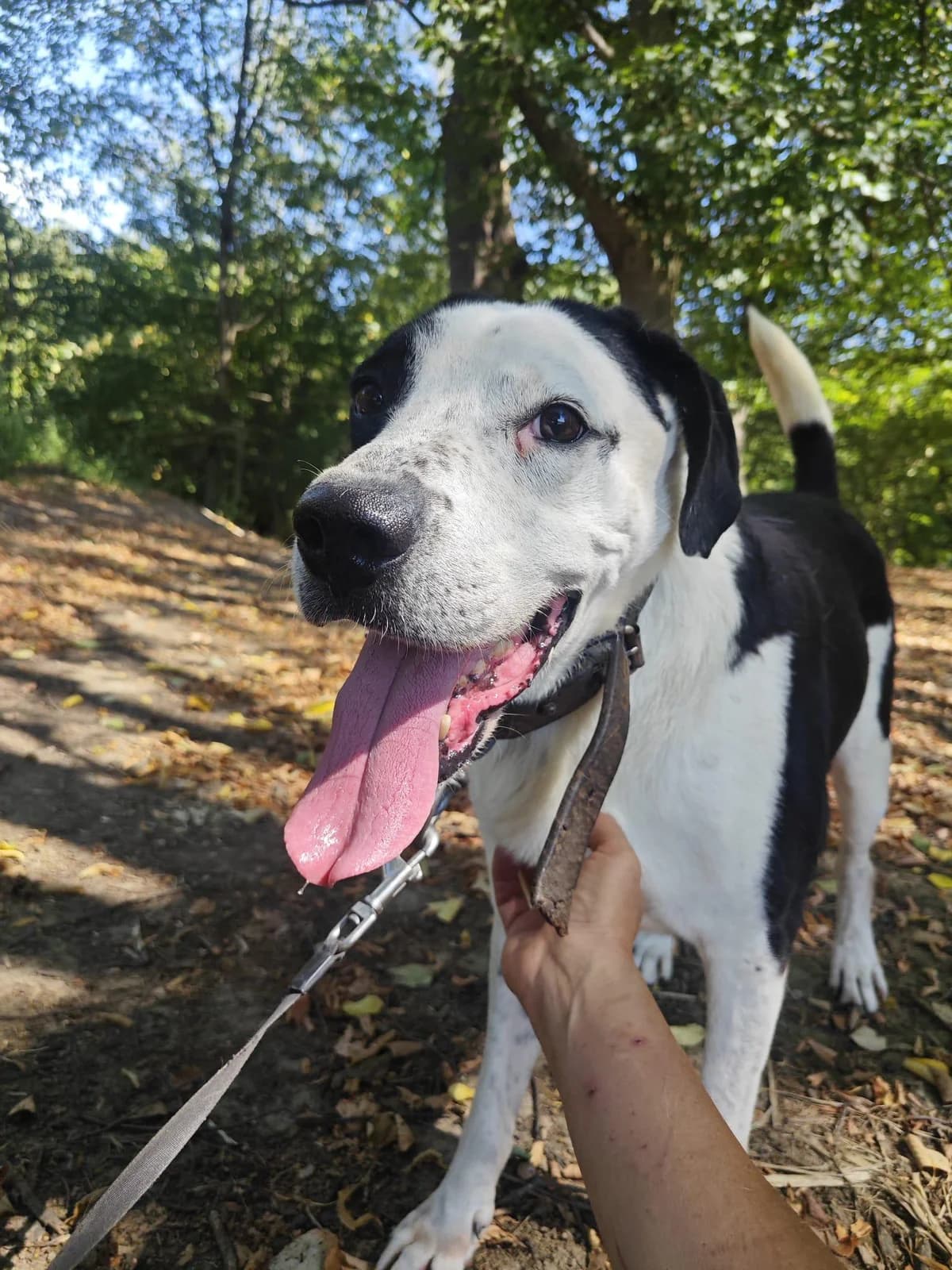 Casper, male 4yo Mixed Breed for adoption at Hope for Future e.V.