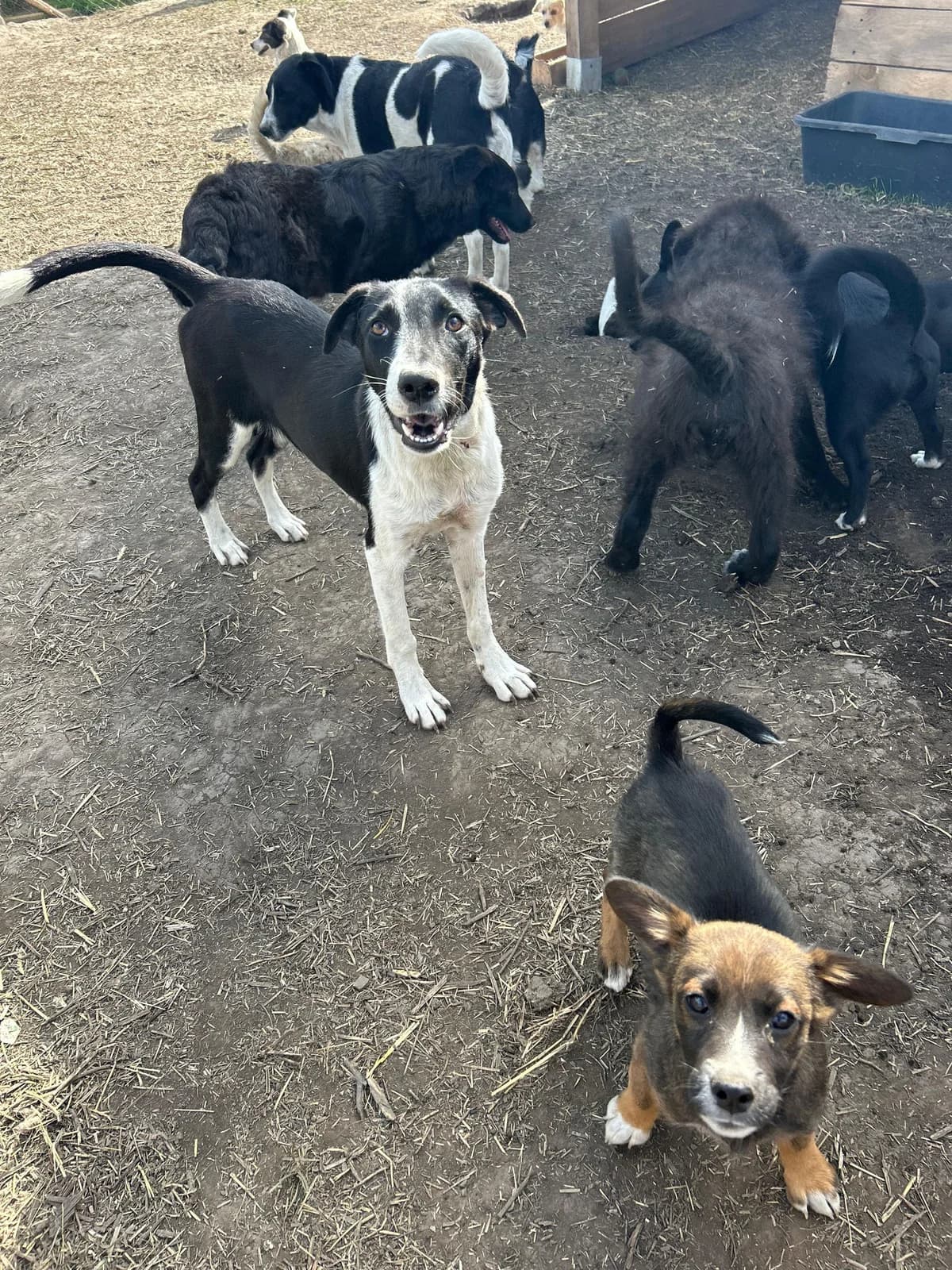 Catania, female young Mixed Breed for adoption at Hope for Future e.V.