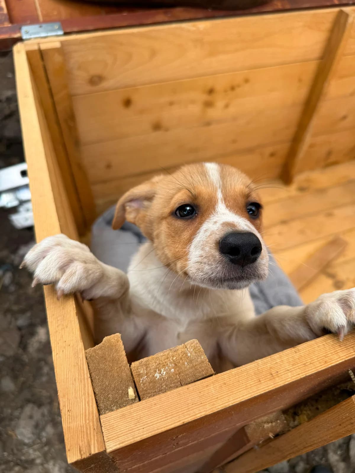 Cayenne, female puppy Mixed Breed for adoption at Hope for Future e.V.