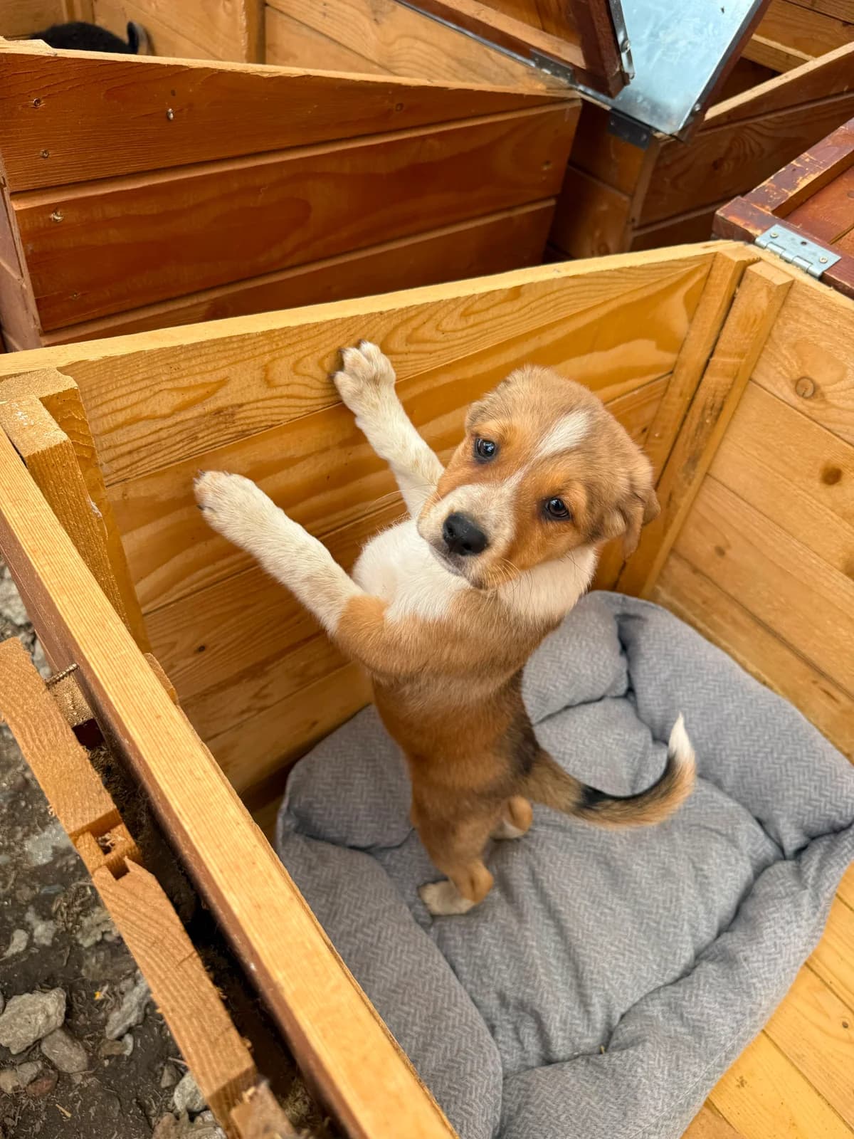 Chai, female puppy Mixed Breed for adoption at Hope for Future e.V.