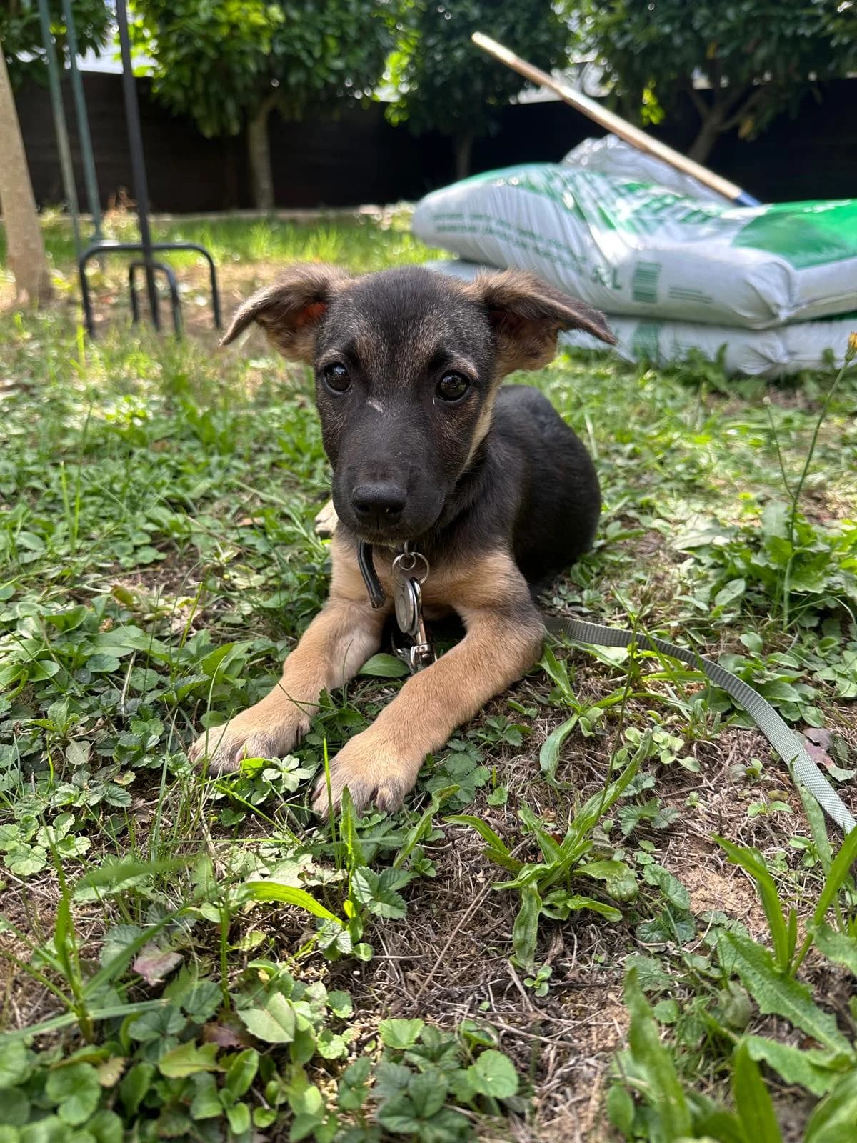 Charlotte, female puppy Mixed Breed for adoption at Hope for Future e.V.