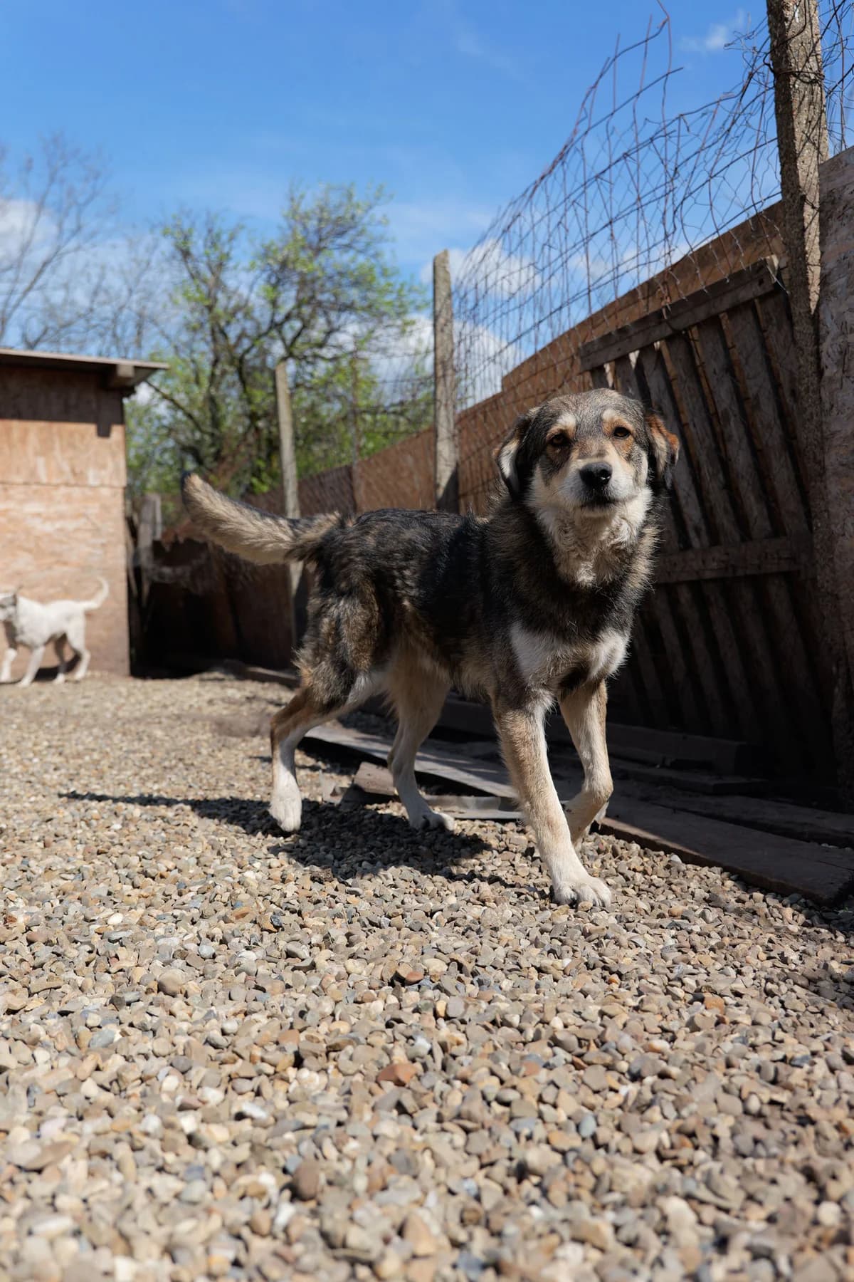 Chiana, female young Mixed Breed for adoption at Hope for Future e.V.
