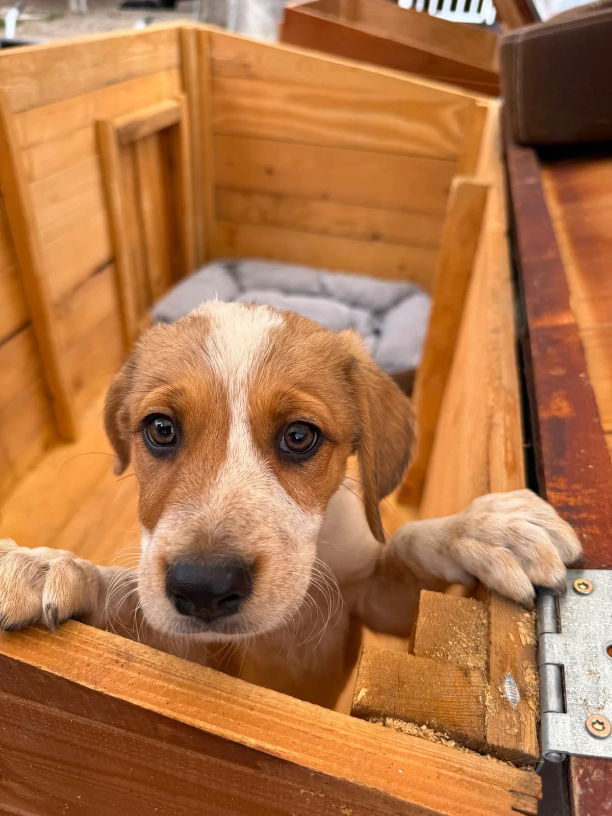 Cinnamon, female puppy Mixed Breed for adoption at Hope for Future e.V.