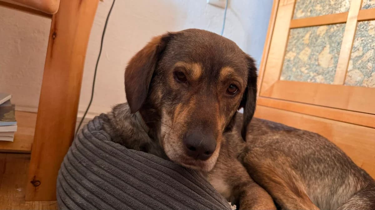 Clara, female 4yo Mixed Breed for adoption at Hope for Future e.V.