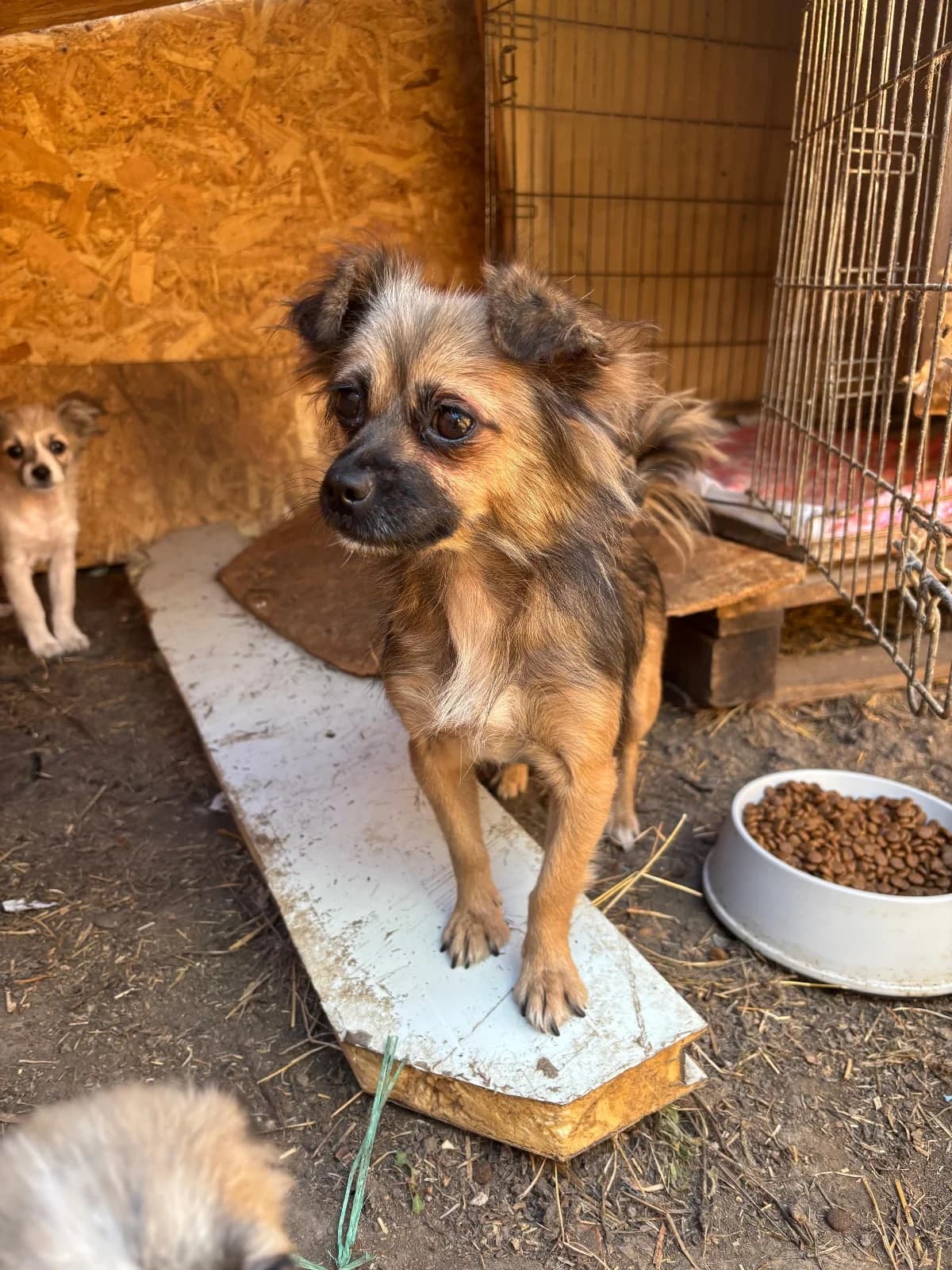 Cleo, female 3yo Mixed Breed for adoption at Hope for Future e.V.