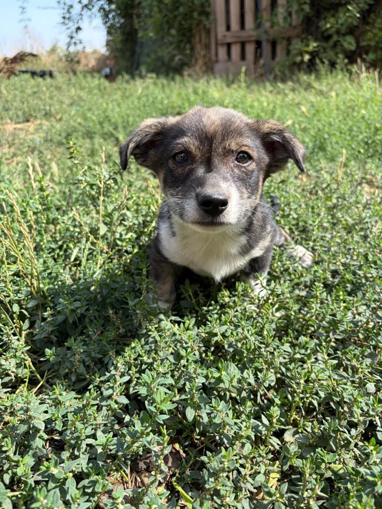 Coby, male puppy Mixed Breed for adoption at Hope for Future e.V.