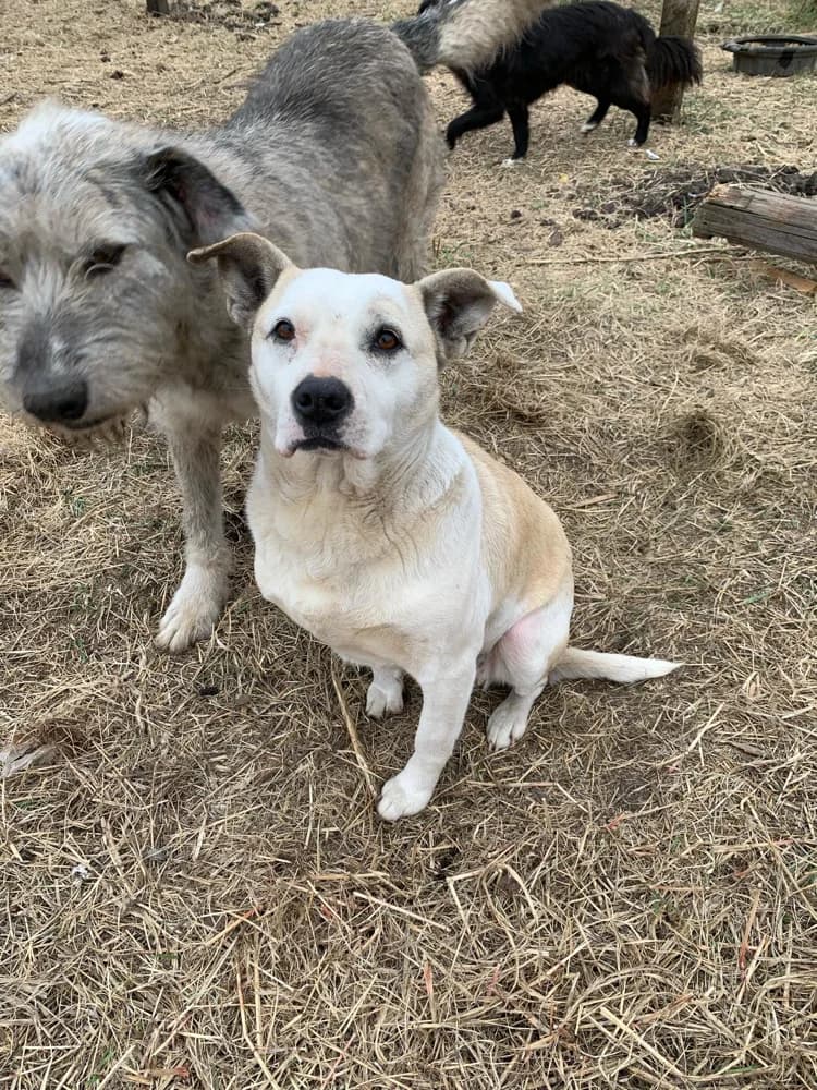 Coco, female 6yo Mixed Breed for adoption at Hope for Future e.V.