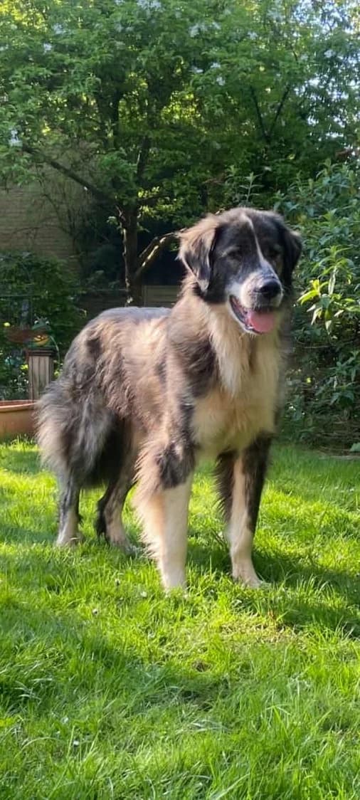 Cooper, male Mixed Breed for adoption at Hope for Future e.V.