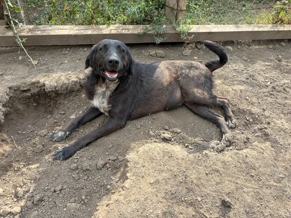 Cornelia, female 7yo Mixed Breed for adoption at Hope for Future e.V.