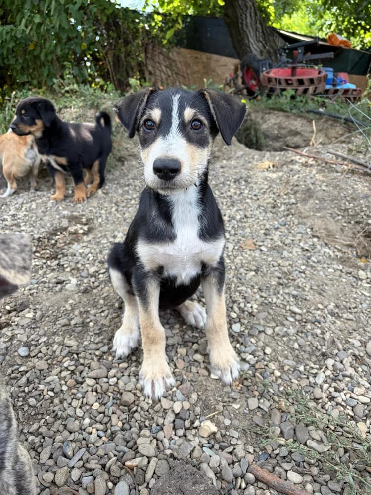 Cortina, female puppy Mixed Breed for adoption at Hope for Future e.V.