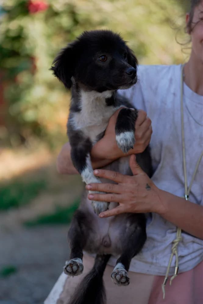Cosmo, male young Mixed Breed for adoption at Hope for Future e.V.