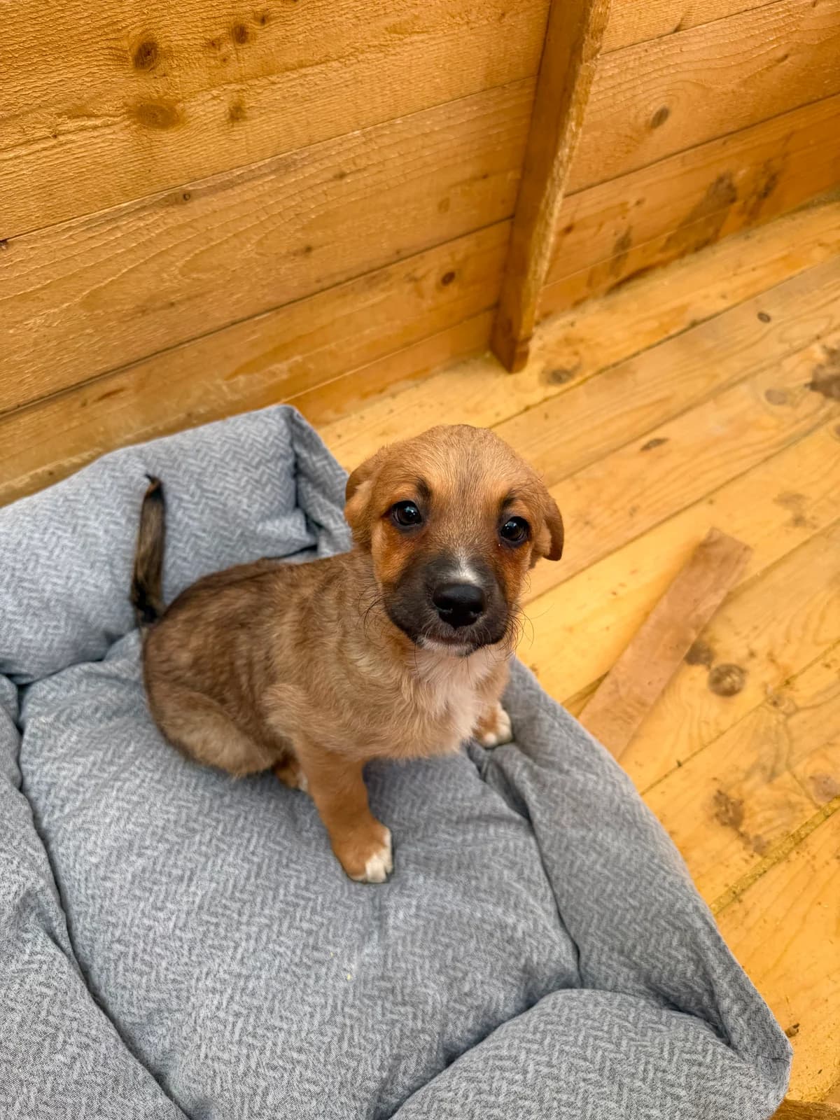 Curry, female puppy Mixed Breed for adoption at Hope for Future e.V.