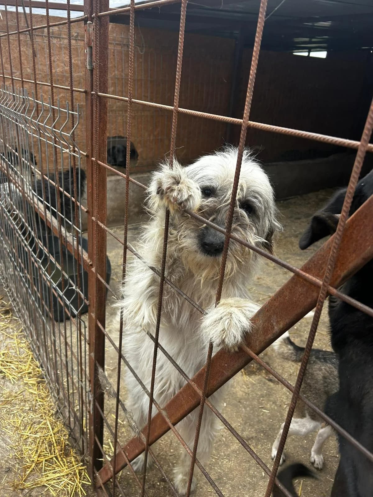 Dalma, female 5yo Mixed Breed for adoption at Hope for Future e.V.