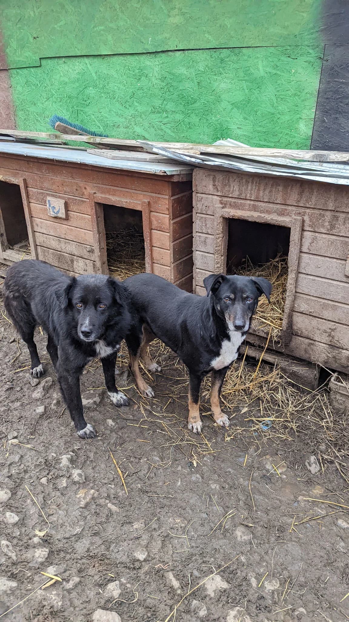 Dean, male senior Mixed Breed for adoption at Hope for Future e.V.