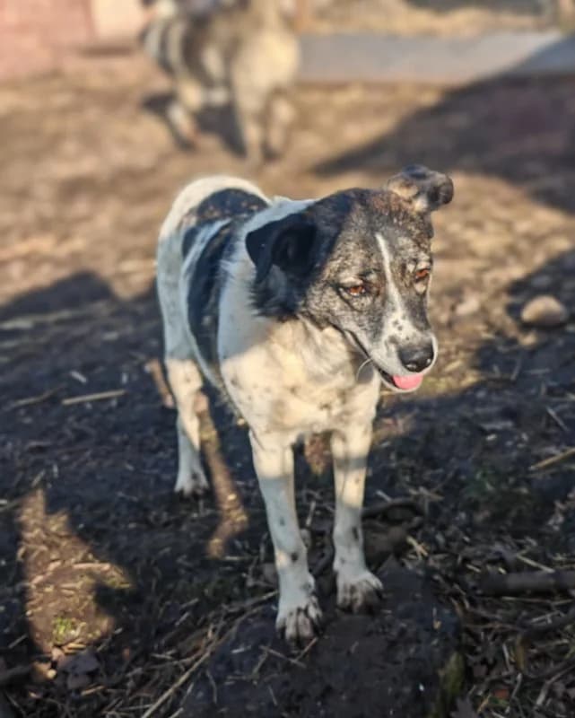 Destiny, 6yo Mixed Breed for adoption at Hope for Future e.V.