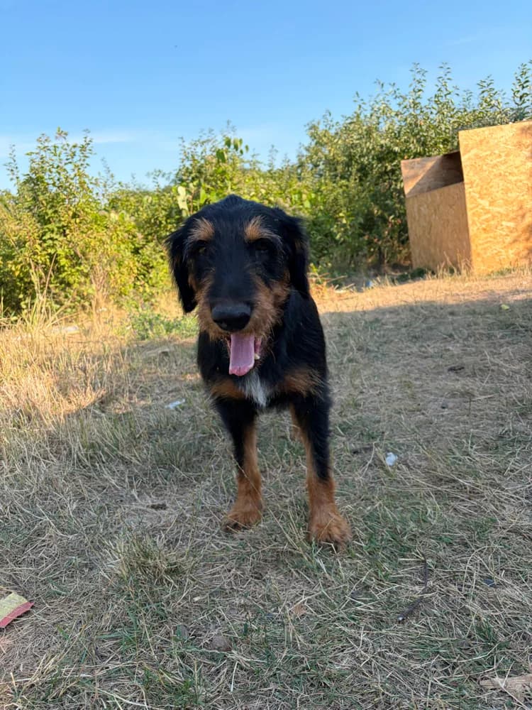 Donatella, female 4yo Mixed Breed for adoption at Hope for Future e.V.