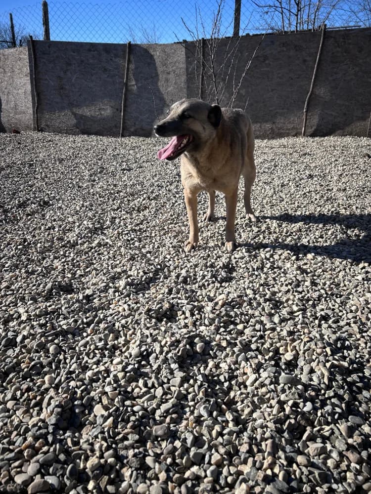 Dreana, female 6yo Mixed Breed for adoption at Hope for Future e.V.
