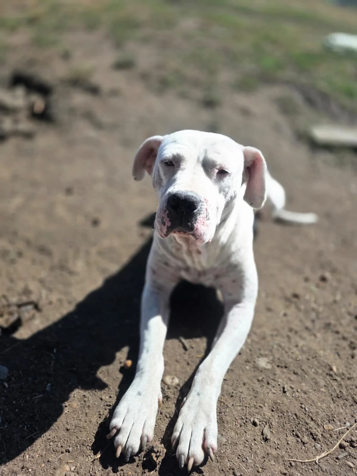 Duva, female 6yo Mixed Breed for adoption at Hope for Future e.V.