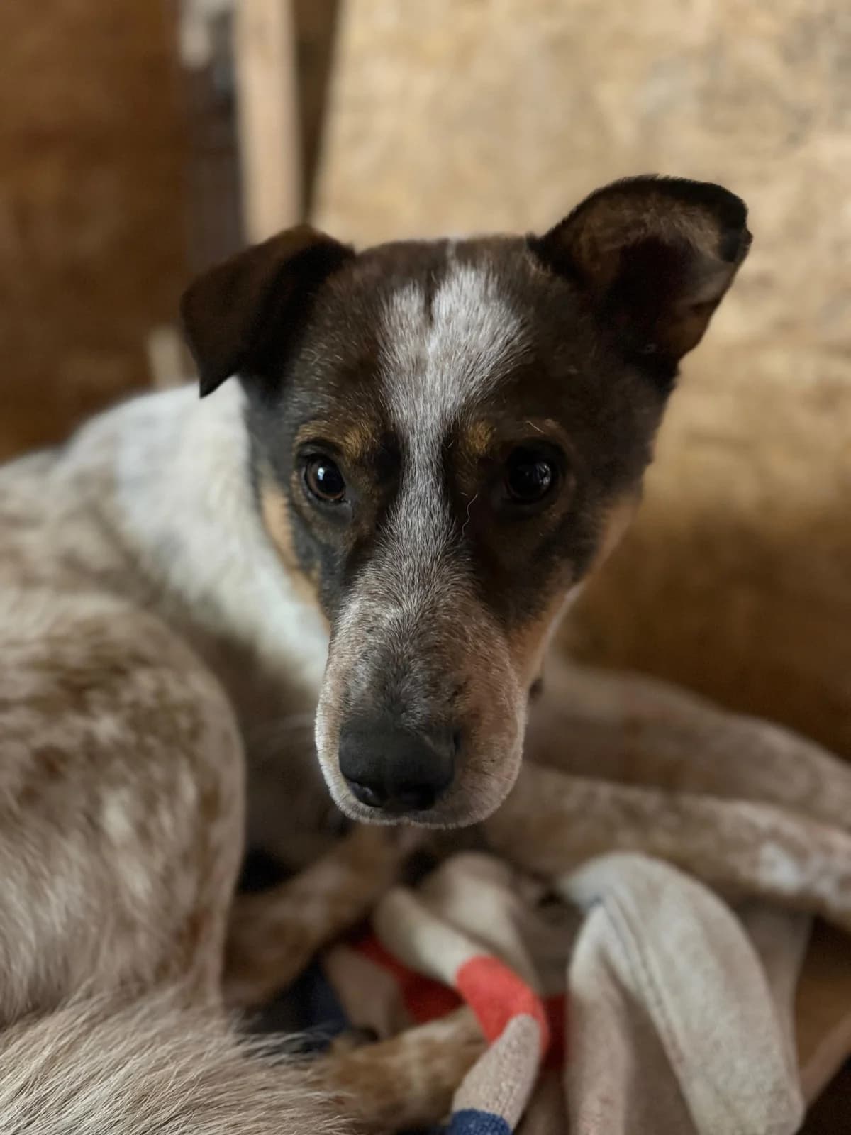 Dylan, male 3yo Mixed Breed for adoption at Hope for Future e.V.