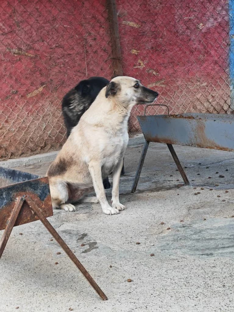 Elena, female senior Mixed Breed for adoption at Hope for Future e.V.