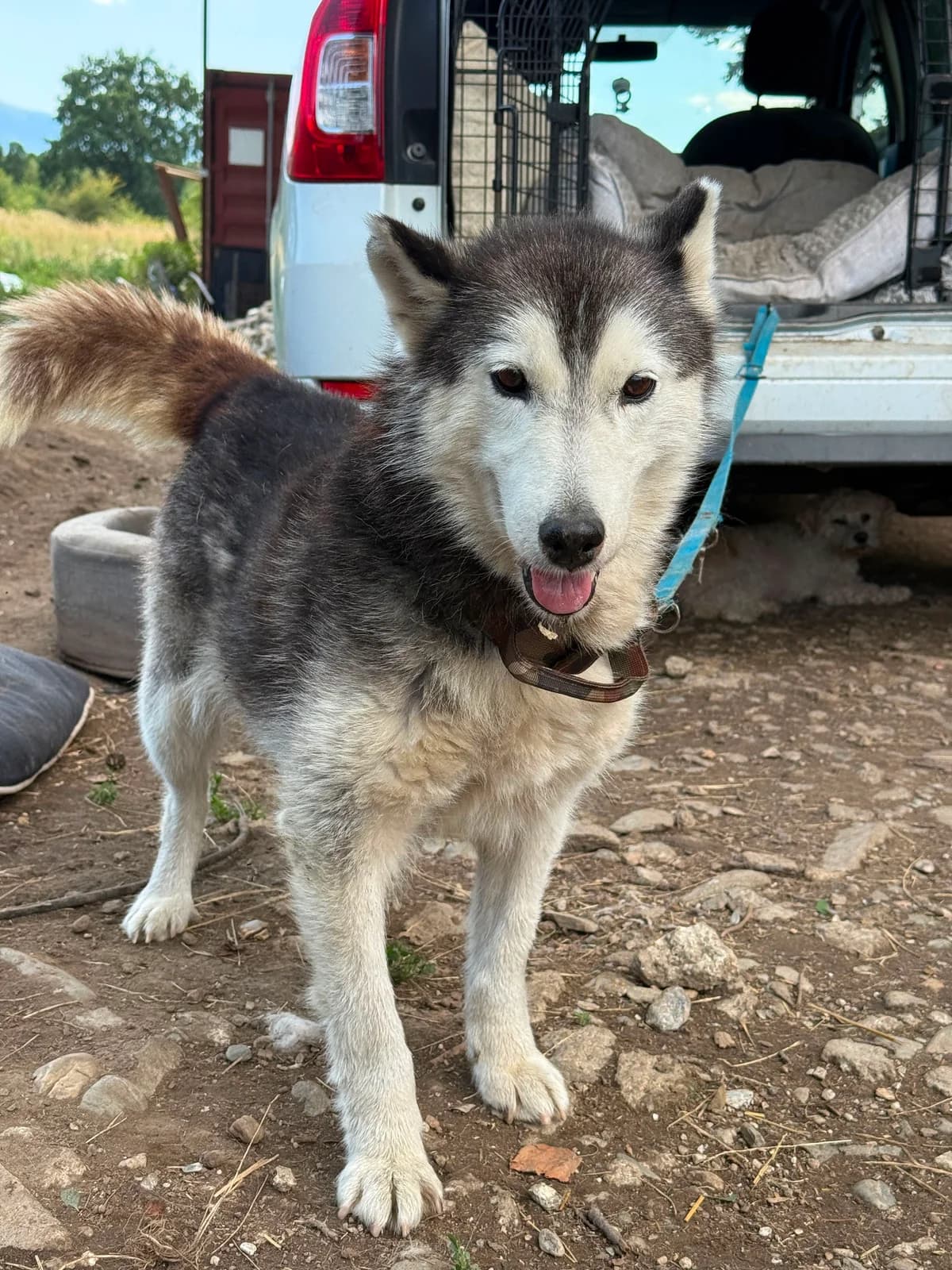 Elfi, female 4yo Mixed Breed for adoption at Hope for Future e.V.