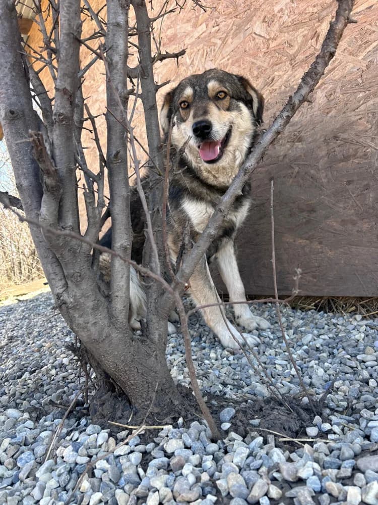 Elian, male young Mixed Breed for adoption at Hope for Future e.V.