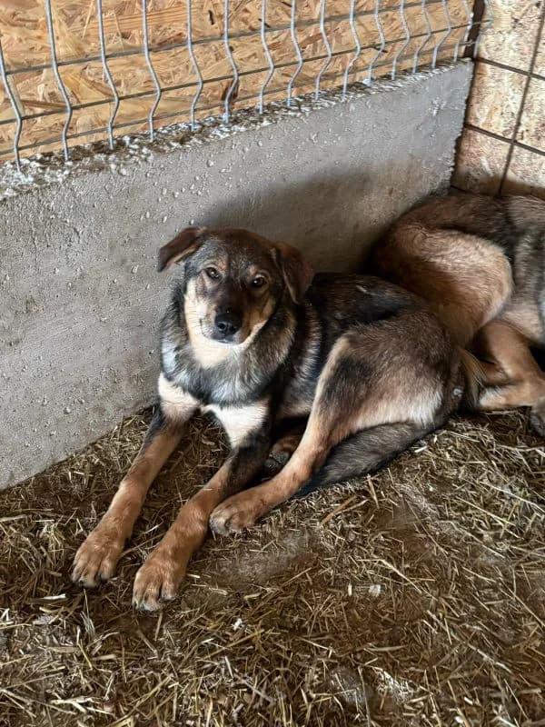 Elvira, female 4yo Mixed Breed for adoption at Hope for Future e.V.
