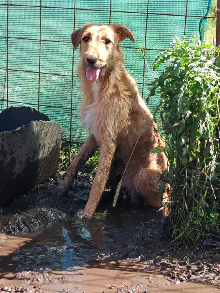 Fanny, female 3yo Mixed Breed for adoption at Hope for Future e.V.