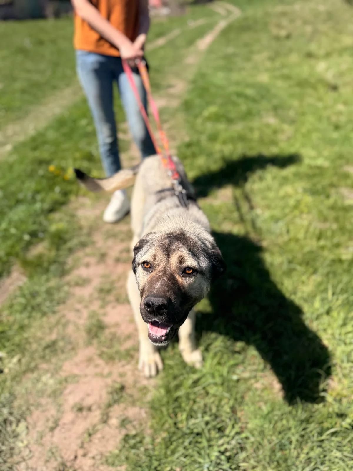 Felia, female young Mixed Breed for adoption at Hope for Future e.V.